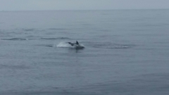 Delphinus