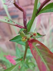 Ludwigia prostrata