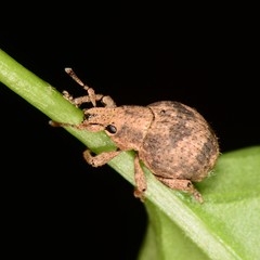 Pseudocneorhinus bifasciatus