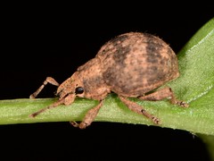 Pseudocneorhinus bifasciatus