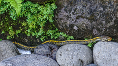 Coelognathus flavolineatus