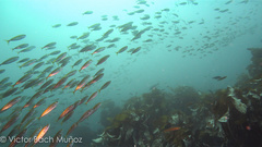 Trachurus symmetricus