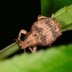 Pseudocneorhinus bifasciatus