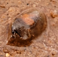 Leptestheriidae