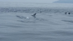 Delphinus