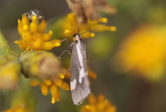 Cisthene liberomacula