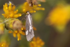 Cisthene liberomacula