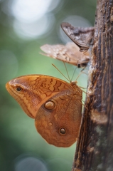 Opsiphanes boisduvallii