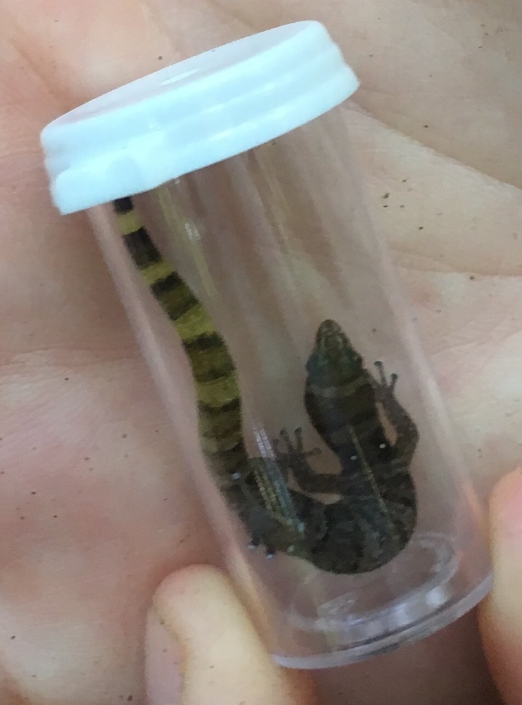 Black-Spotted Least Gecko