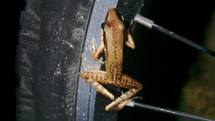 Indosylvirana nicobariensis