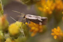 Cisthene liberomacula