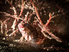 Neoclinus uninotatus