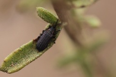 Microrhopala rubrolineata
