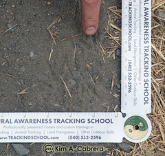 Callipepla californica