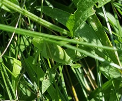 Amblycorypha rotundifolia