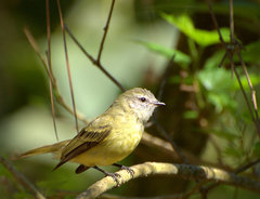 Planalto Tyrannulet photo 3