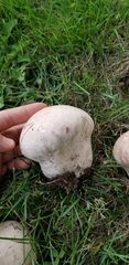 Calvatia candida