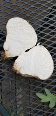 Calvatia candida