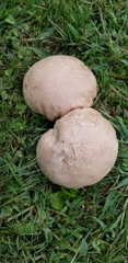 Calvatia candida