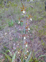 Prosthechea michuacana