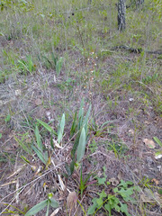 Prosthechea michuacana