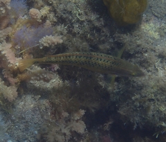 Halichoeres semicinctus