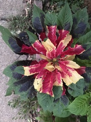 Amaranthus tricolor