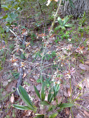 Prosthechea michuacana