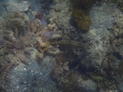 Halichoeres semicinctus