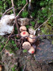 Calostoma ravenelii ravenelii