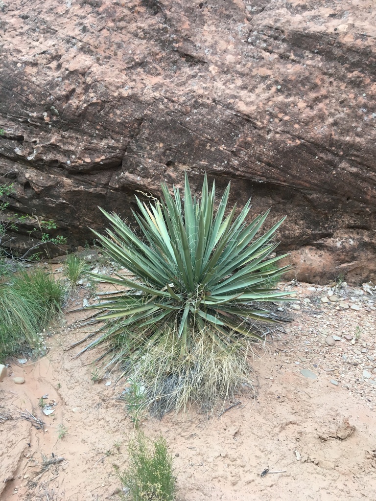 Yucca baccata, Glen Canyon National Recreation Area, Big Water, UT, US