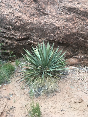banana yucca (Yucca baccata)