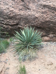 Yucca baccata
