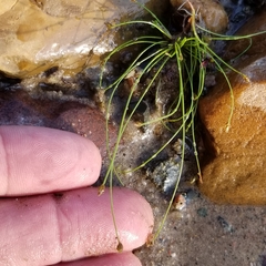 Eleocharis intermedia