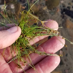 Eleocharis intermedia