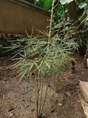 Plerandra elegantissima