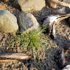 Eleocharis intermedia