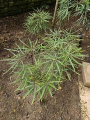 Plerandra elegantissima