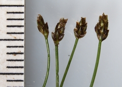 Eleocharis intermedia