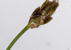 Eleocharis intermedia