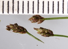 Eleocharis intermedia