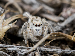 Pseudomogrus zhilgaensis