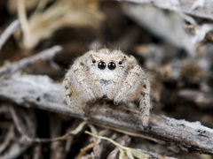 Pseudomogrus zhilgaensis