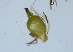 Eleocharis intermedia