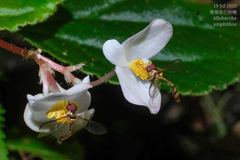 Allobaccha amphithoe