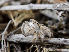 Pseudomogrus zhilgaensis