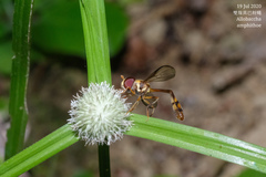 Allobaccha amphithoe