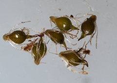 Eleocharis intermedia