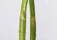 Eleocharis intermedia