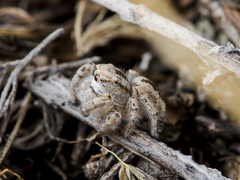 Pseudomogrus zhilgaensis